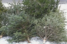 Are you taking down your tree and want to know where to recycle it?