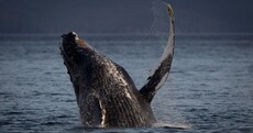 Kerry humpback whales to appear on BBC tonight (and --- believe it or not --- there's a Charlie Haughey connection)