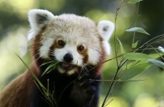 Dublin Zoo had a record-breaking year in 2014