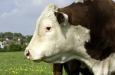 Seek muscular male with quality rump? Irish bulls could soon be online dating