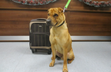 This young dog was found at a railway station with a suitcase of his belongings