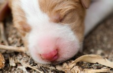 Litter of newborn puppies found 'heartlessly drowned' in Mayo