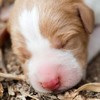 Litter of newborn puppies found 'heartlessly drowned' in Mayo