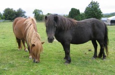 Shetland ponies being being left to fend for themselves in fields and front gardens