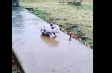 This tiny pig sliding on the ice is just....