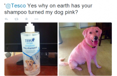 Guy trolls Tesco with claims that their pet shampoo turned his dog pink, Tesco respond
