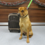 Kai the 'suitcase dog' will get a forever home after his story goes viral worldwide