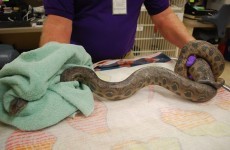 Woman plunges blocked toilet, pulls out 5ft boa constrictor