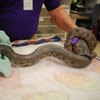 Woman plunges blocked toilet, pulls out 5ft boa constrictor