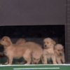 Everybody be cool... but Jimmy Fallon got a load of puppies to predict the college football decider!
