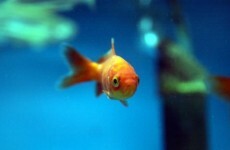 Goldfish survive 134 days without food after NZ quake