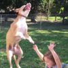 Overexcited dog knocks down kid in quest to pop bubbles
