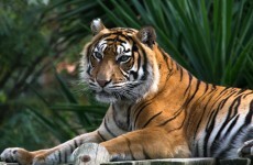 EuroMillion winners plan to adopt a tiger after scooping €500k