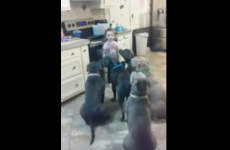 Watch this four-year-old girl expertly feed and control six pitbulls
