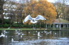 Seagulls back in spotlight as Government seeks to 'eliminate' them from Department of Health