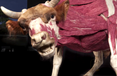 Display of Inside-Out animals 'will show people they're flesh and bone, just like us'