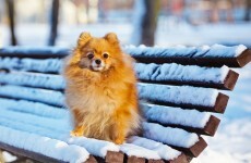 Three centimetres of snow forecast for parts of the country tonight