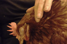 This hen purrs like a cat when it's rubbed
