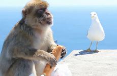 Monkey steals a sandwich from a tourist's bag and eats it, like a boss