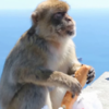 Monkey steals a sandwich from a tourist's bag and eats it, like a boss