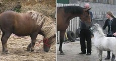 Horse rescue shelter appeals for missing ponies Bam Bam and Tyson to be returned