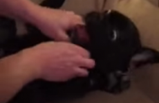 Unlike you, this French bulldog absolutely loves being tickled
