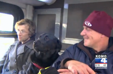 Dog takes the bus to meet her owner at the park, all by herself