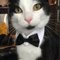 It's National Dress Up Your Pet Day! Here are 10 pets that are doing it right