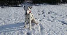This is what happens when kids and dogs see snow for the first time