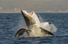 Great White Shark "the size of a car" shuts down Australia beaches for 7 straight days
