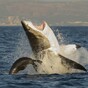 Great White Shark "the size of a car" shuts down Australia beaches for 7 straight days