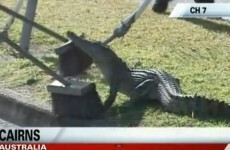 How to... capture a drain-dwelling crocodile