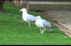 These Irish dancing seagulls have definitely lost the run of themselves