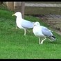 These Irish dancing seagulls have definitely lost the run of themselves