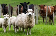 Man arrested for stealing sheep, goats, lambs and a ram
