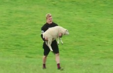You know the way New Zealand has more sheep than people? The Chiefs use it to their advantage