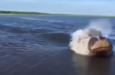 Hippos can swim terrifyingly fast. Just watch...