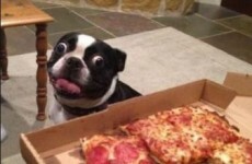 Man delivers 1 pizza, gets €1,800 tip