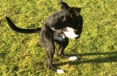 Meet the two-legged dog who hops around like a kangaroo