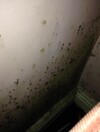 Mother forced to live in one room with kids as mould takes over rented apartment