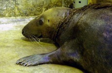 Dumbledore, the seal found stranded in an English field, has died