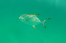 This is what happens when your GoPro falls into the sea