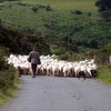 Thousands of farmers to close gate on IFA and start their own group