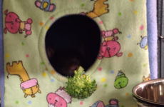 Woman offers rat broccoli, rat basically throws it back in her face