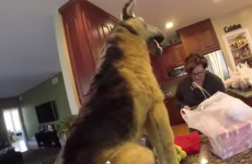 Stuffed dog frightens the sh*te out of mum - over and over again