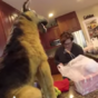 Stuffed dog frightens the sh*te out of mum - over and over again