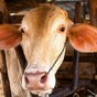 Norway detects "probable" case of mad cow disease