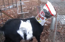 Hungry goat gets head stuck in crisp bag, fails to see anything wrong with the situation