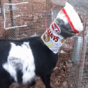 Hungry goat gets head stuck in crisp bag, fails to see anything wrong with the situation