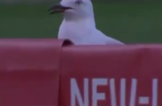 Seagull gets killed by cricket ball, resurrects and receives standing ovation